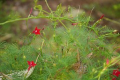 Ipomoea quamoclit